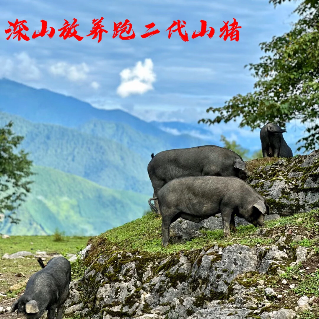 顺丰包邮｜跑山猪生态放养跑二代山猪肉新鲜肉香花腩排骨