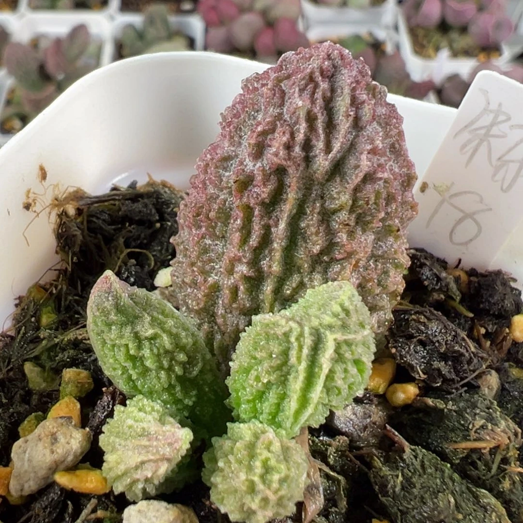 w猪杂多肉植物水泡