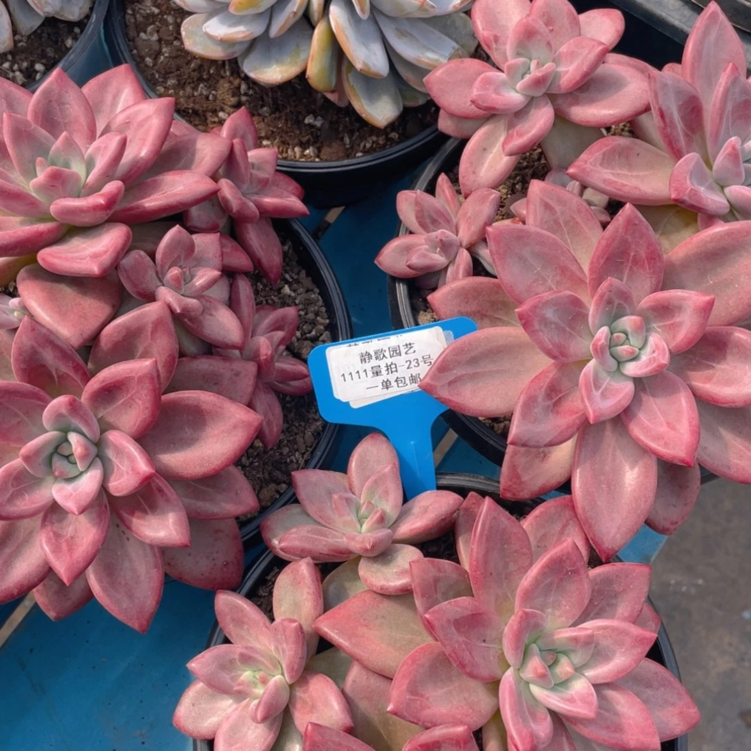 1111-23-母本赫菲斯托老桩一颗