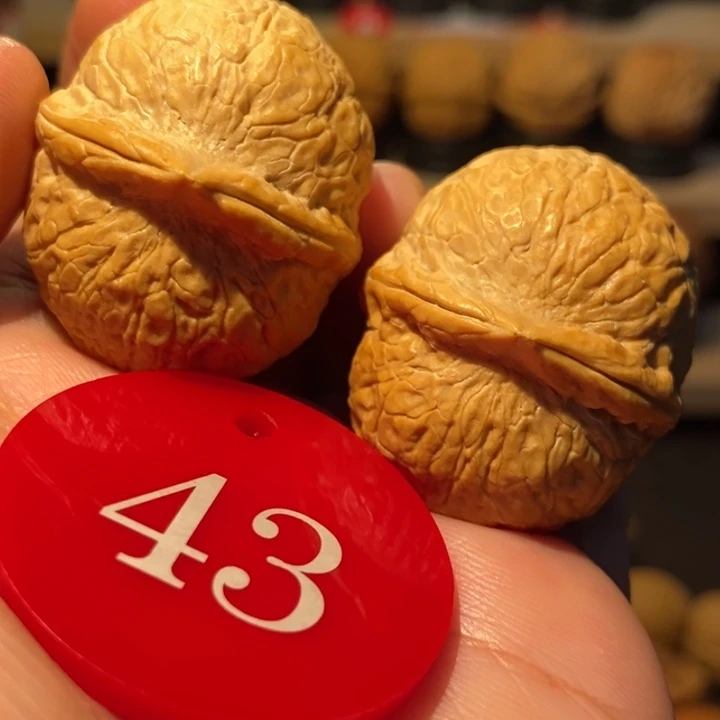 木质类碧海龙珠36尺寸