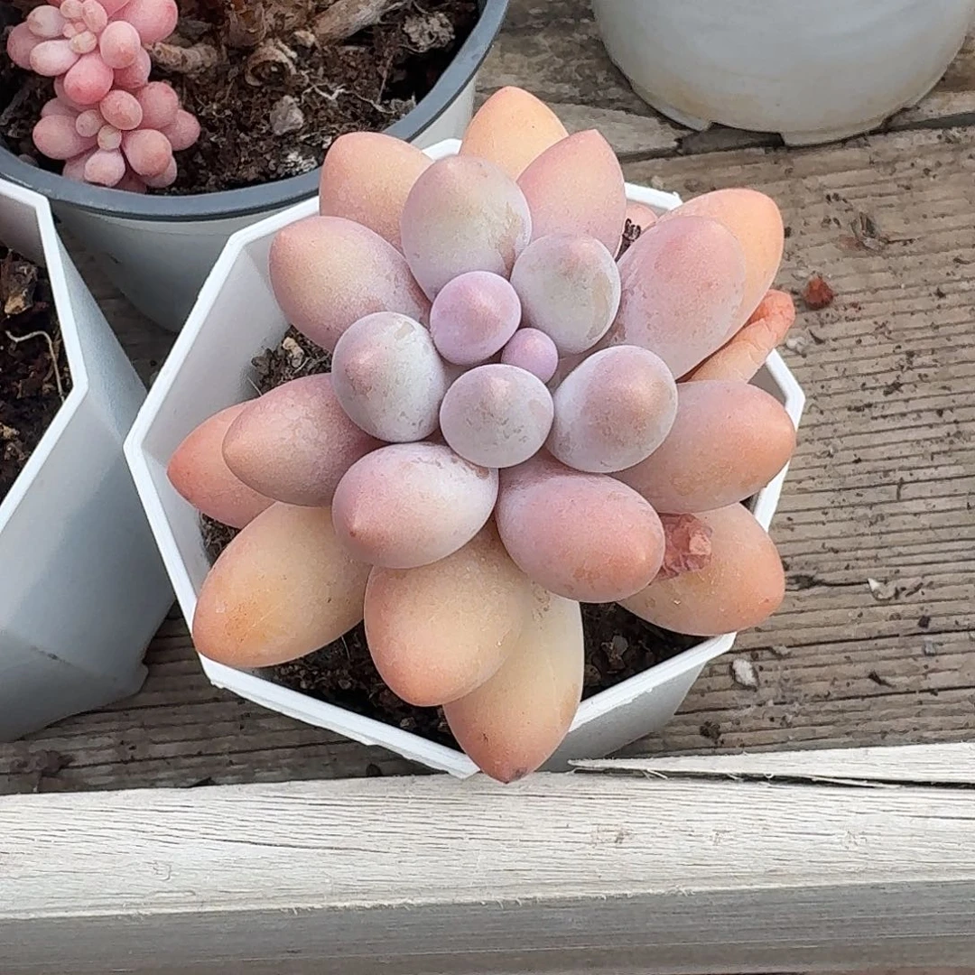 汤圆多肉植物14.8