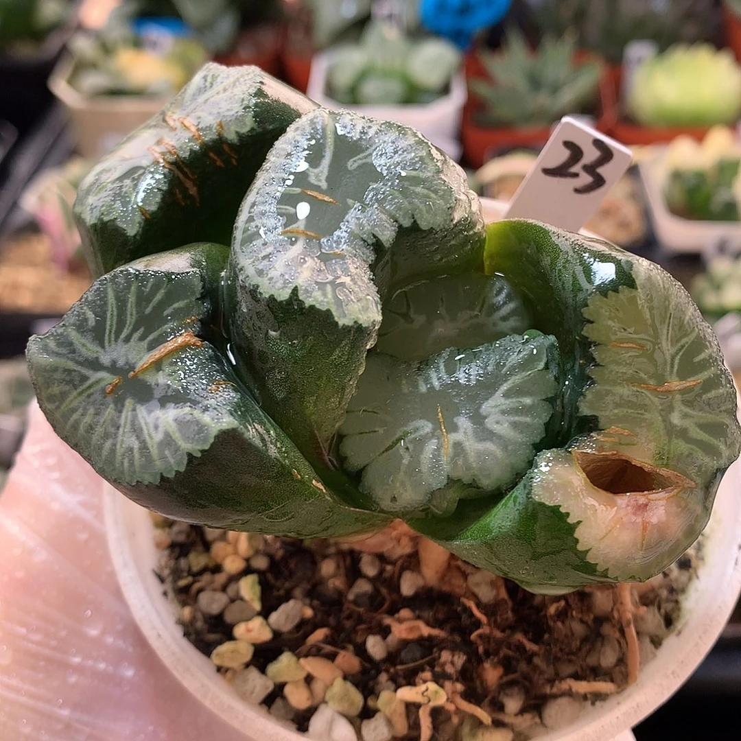 23号巨大化花菱万象