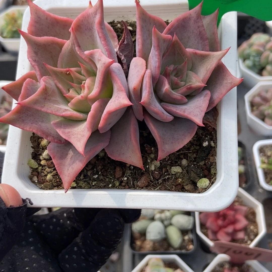 773饺子皮多肉植物