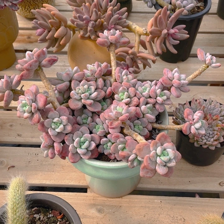 红洛神多肉植物9 3 2