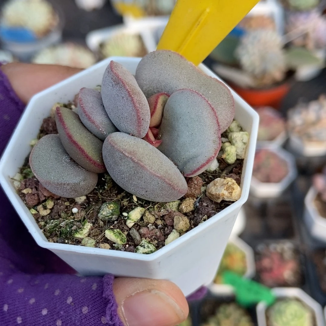 948红蛋多肉植物多肉