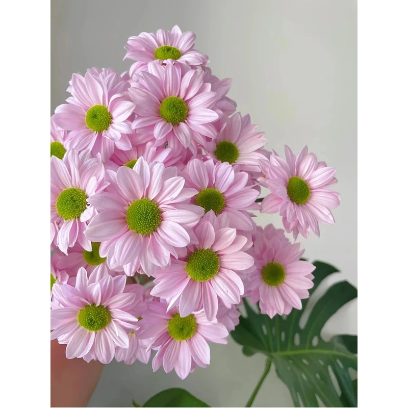 【雏菊】治愈温柔浪漫丨小雏菊云南斗南新鲜鲜花
