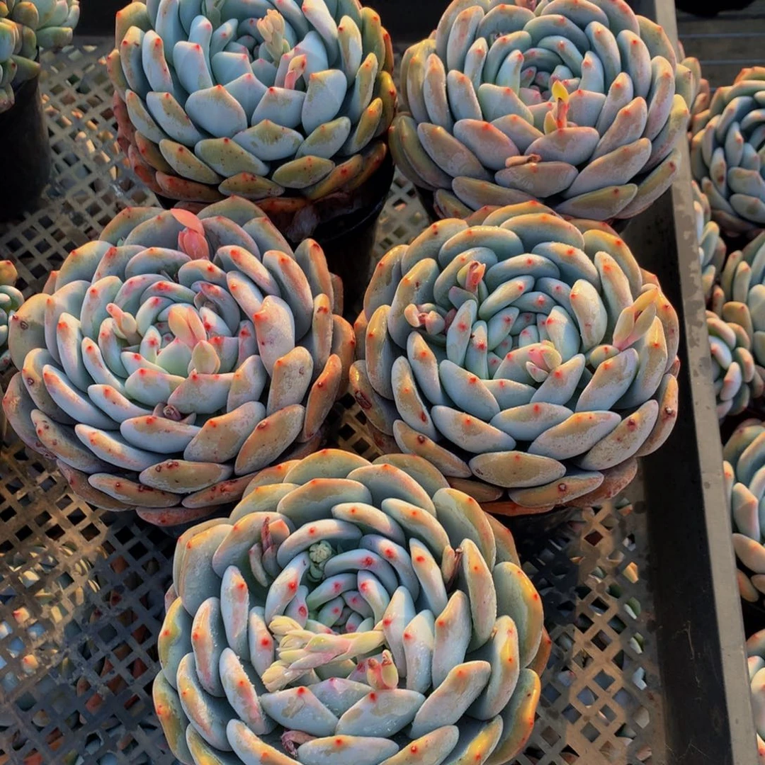 21386单头五个一起