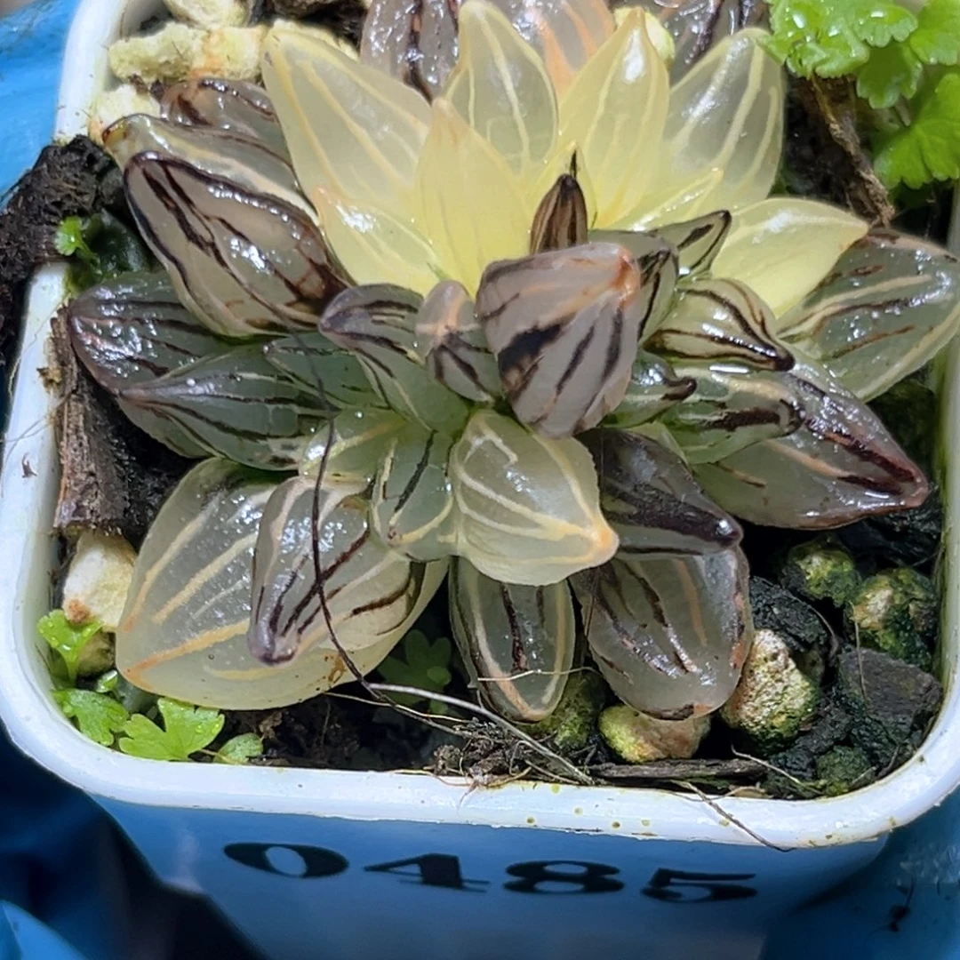 恭喜发财大吉大利492