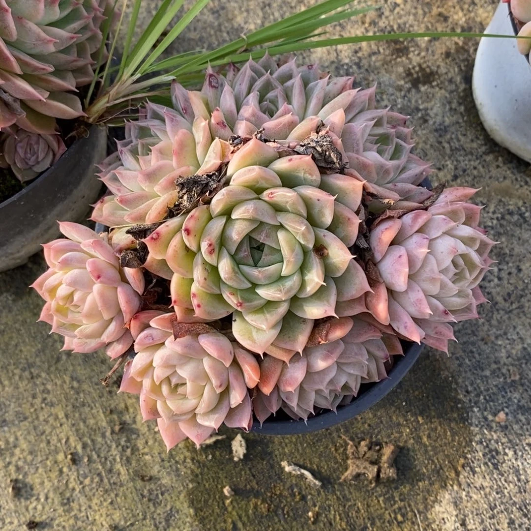 自助下单一物一拍多肉，下滑更多品种选择