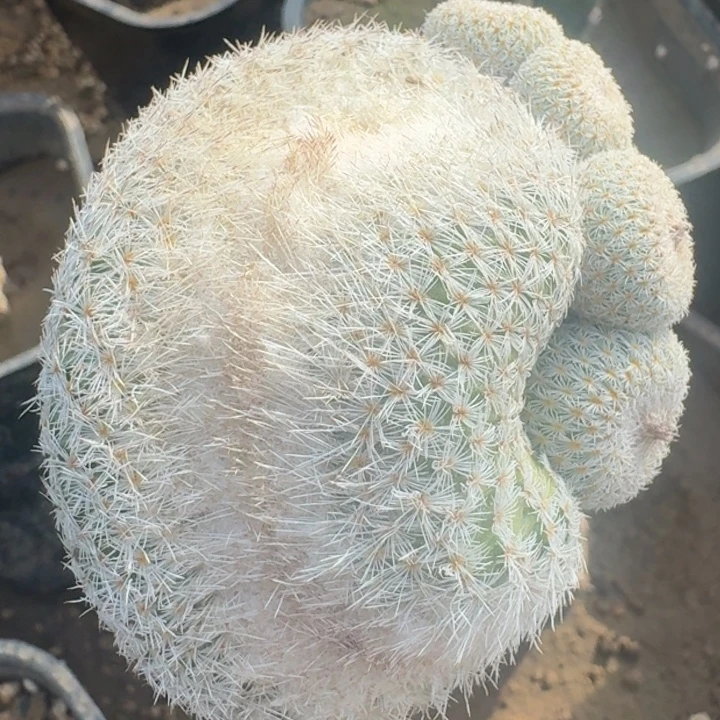 魔法之卵缀化66666666