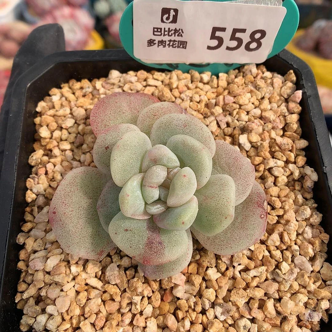 依****豆558 冰玉石化多肉