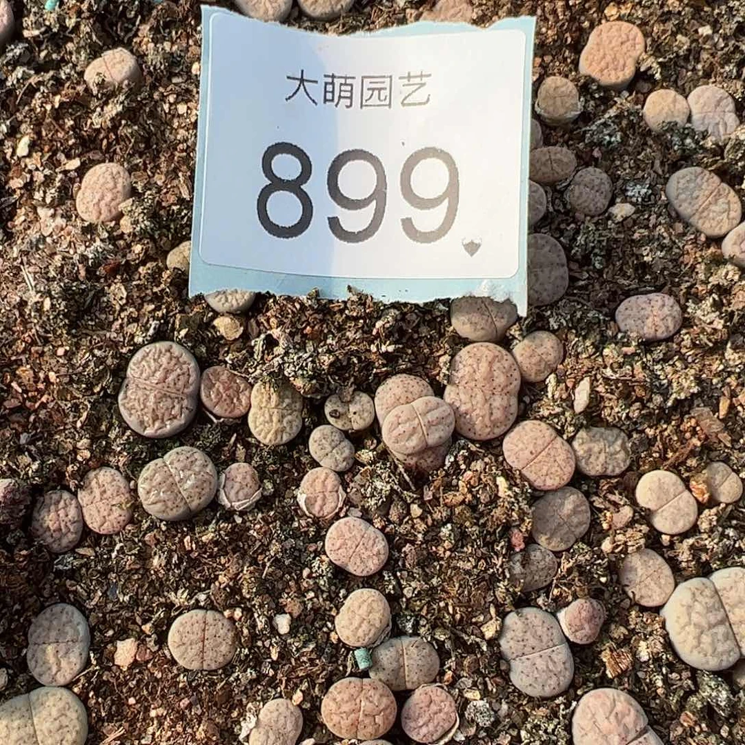 量拍血点朝贡2颗尺寸不大