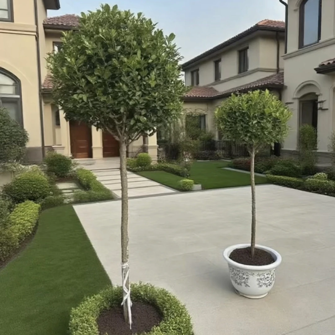 一物一拍（不剪叶、乱施肥、暴晒、不售后）