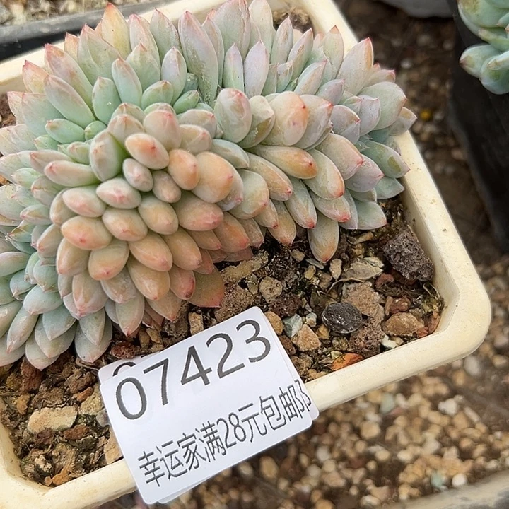 幸运儿是一位非常优秀且非常