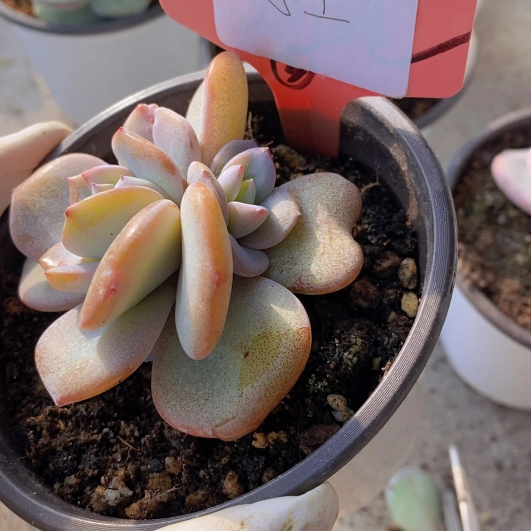 浮****T多肉植物11111111