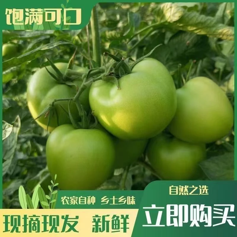 新鲜青番茄未成熟绿西红柿青皮当季农家自种现摘酸甜可口炒菜佳选
