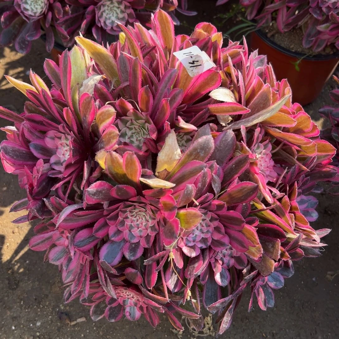 31粉铜多肉植物系？