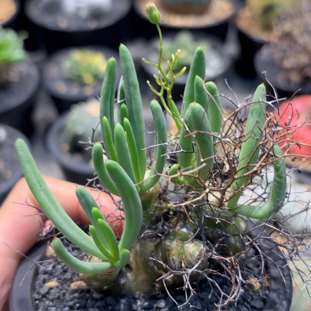 当前无花朵，栽培后可花朵钢丝球