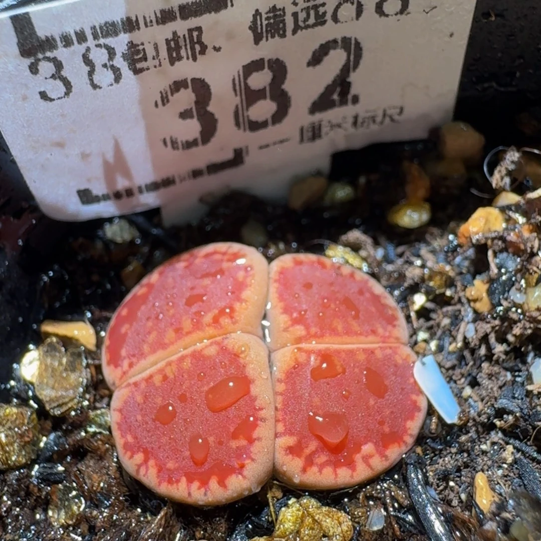 Ssss精品生石花382