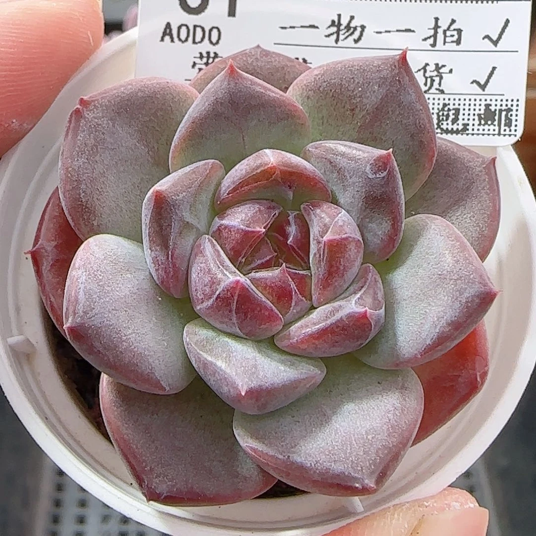多肉A0A0--31琥珀天使珍妮