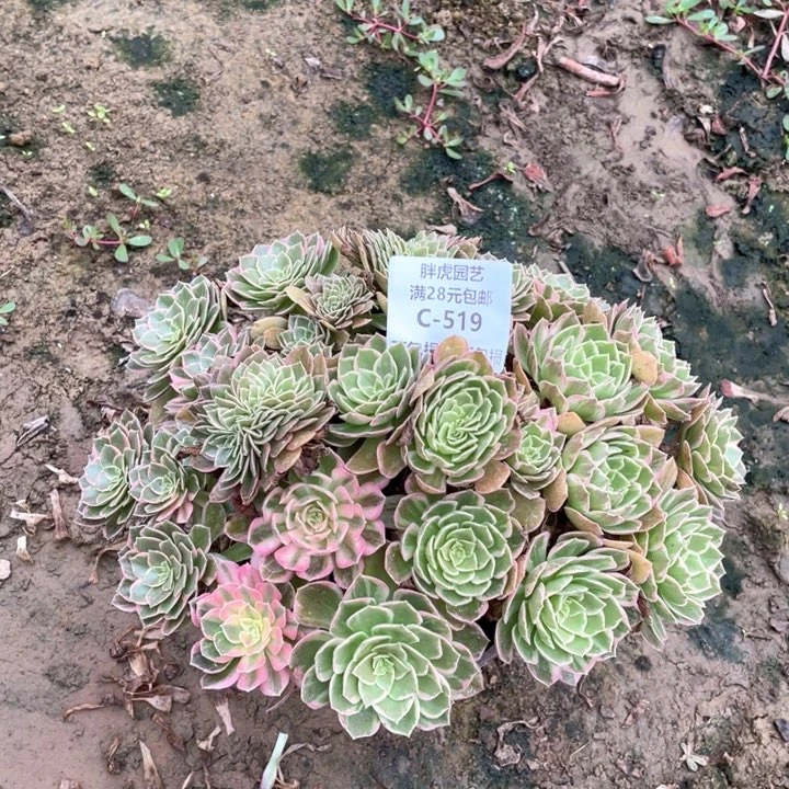 519万花筒多肉法师丛林