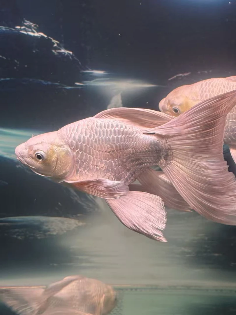 纯种红色台系球体蝴蝶鲤石膏白大尾大鳍（改价）鱼活鱼观赏鱼