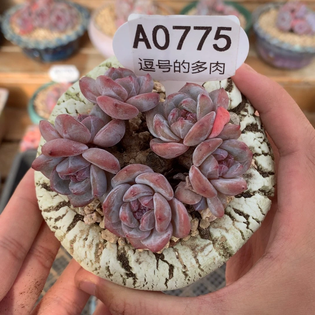 A0775 星影小群 红体 有砍 8cm