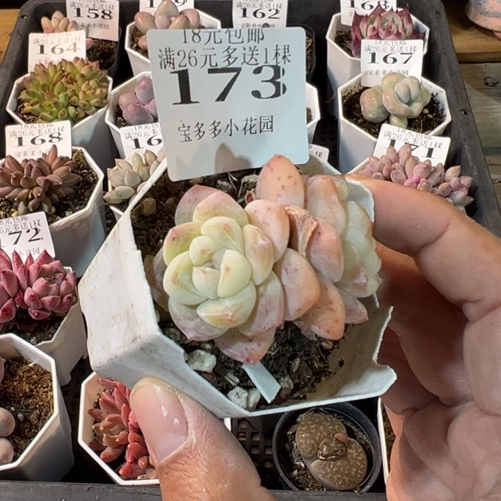 刚毅双头一物一拍多肉满20元包邮