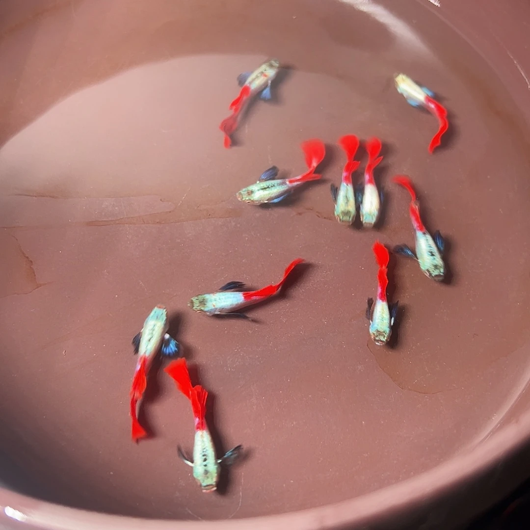 孔雀鱼白金象耳十公