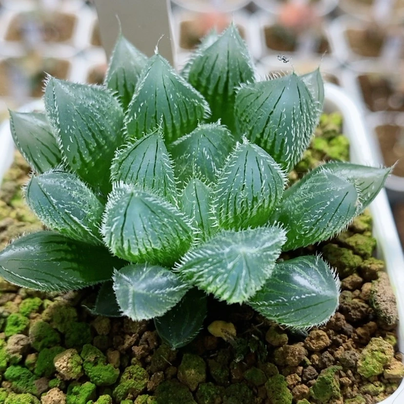 【闪购商品】82蓝光毛玉露