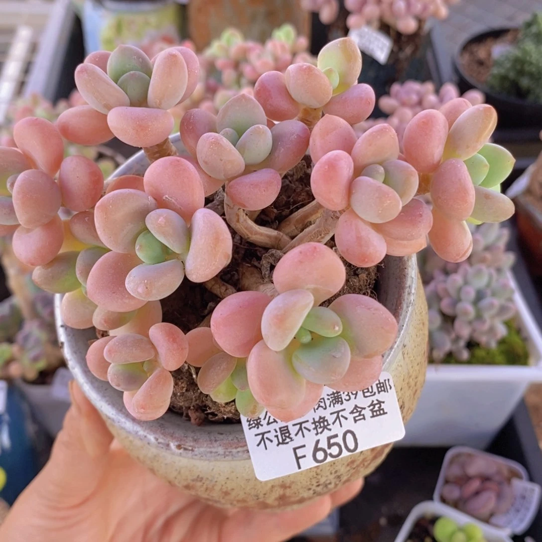 樱花洛神老桩11cm650多肉植物