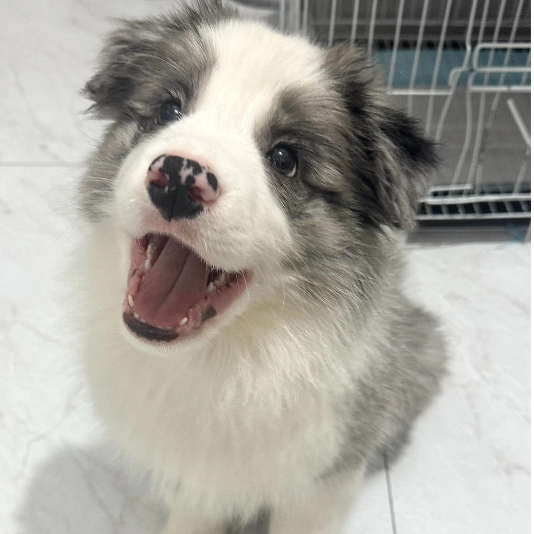 【长沙萌俏欢宠物】狗狗活体直播间挑选