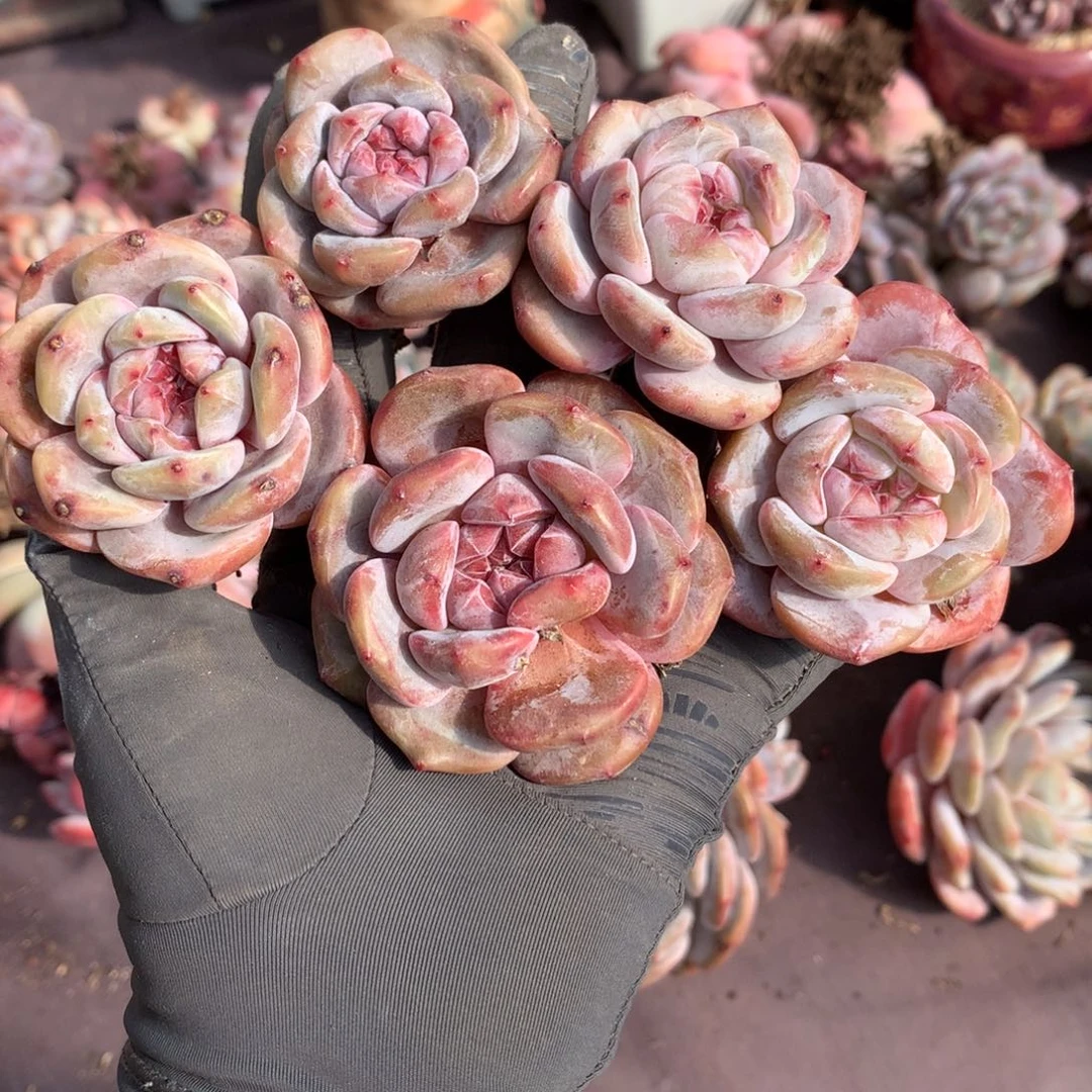 哈哈哈哈哈哈哈哈哈