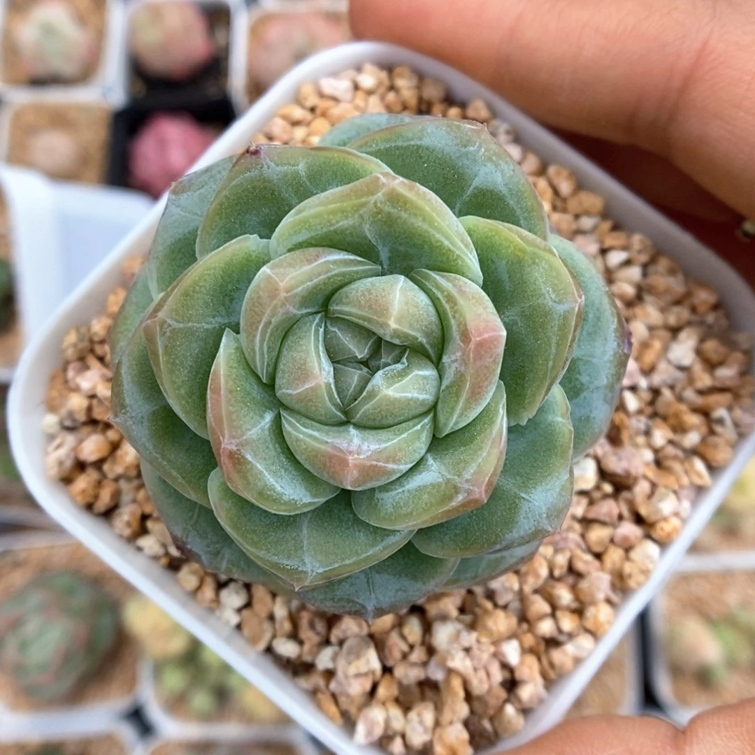 透心珍妮可拍514号。