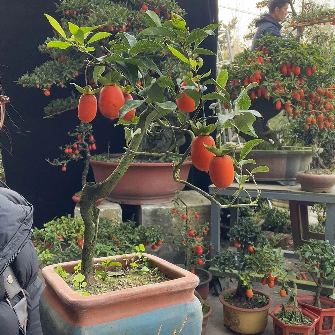 金弹子盆景喜欢的来