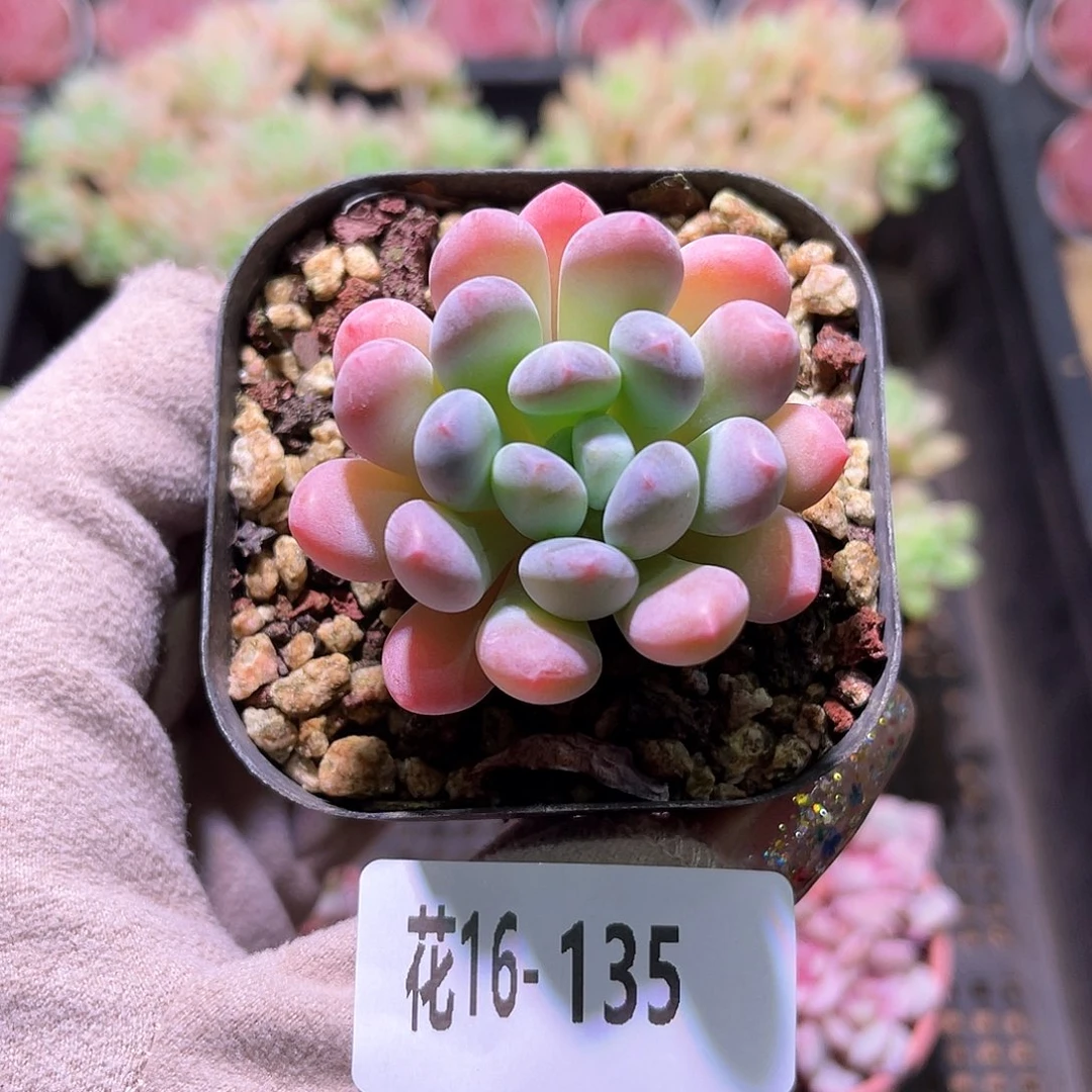 花利美16-135灯美人