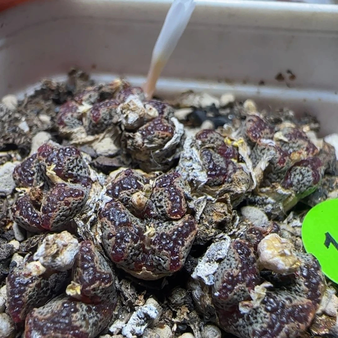 漂漂亮亮多肉植物156