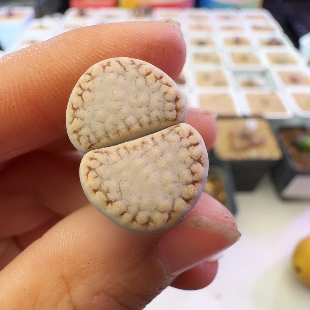 多肉植物福利饼干362