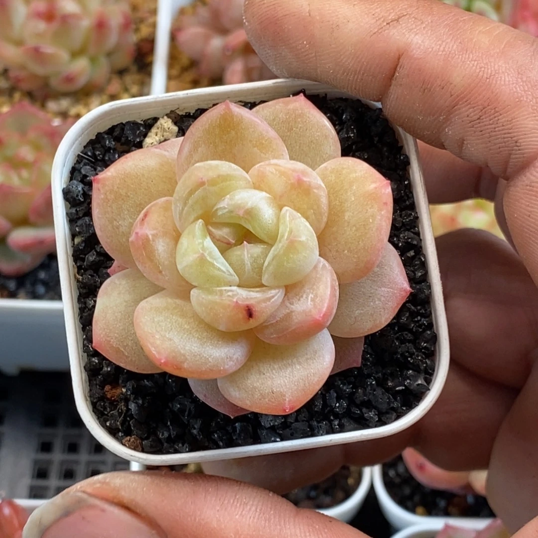 天官赐福把握机会