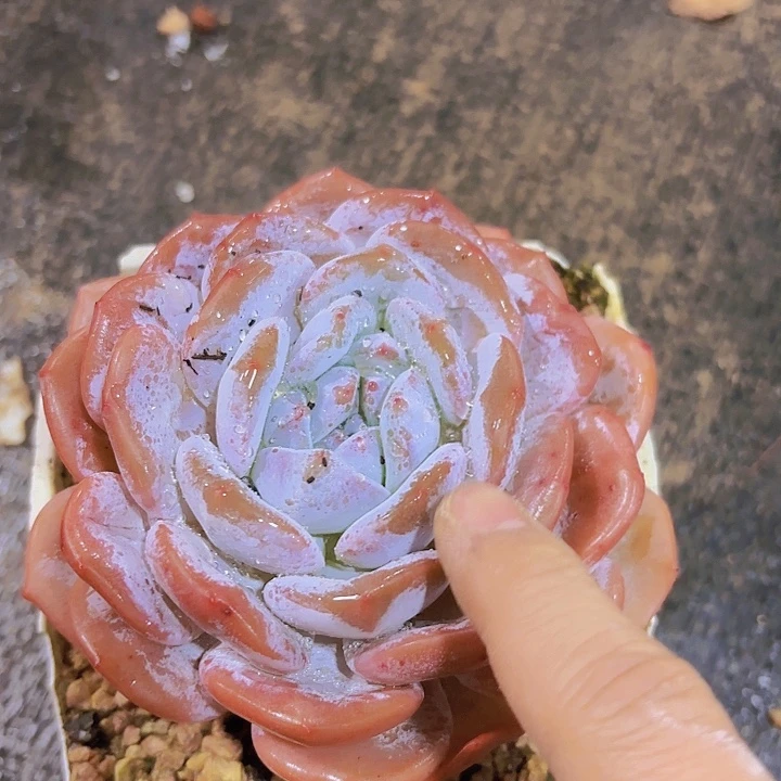 丸***桃奶盖一物一拍A0001