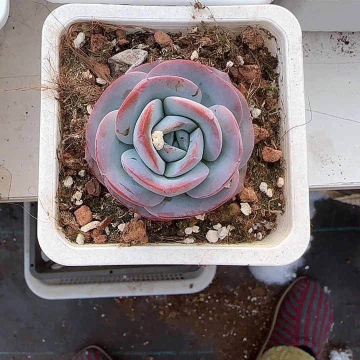 青蛙王子儿童牙膏111