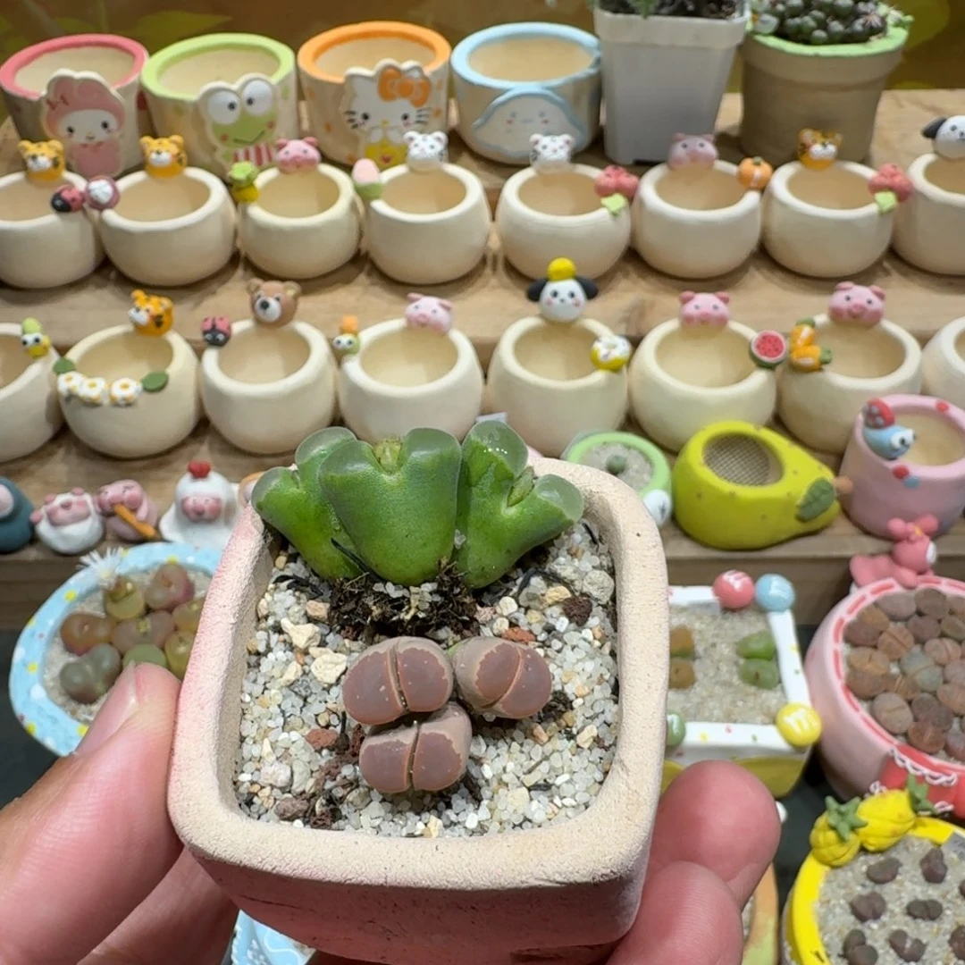 蔻***蔻蘑菇1165花花花花花花