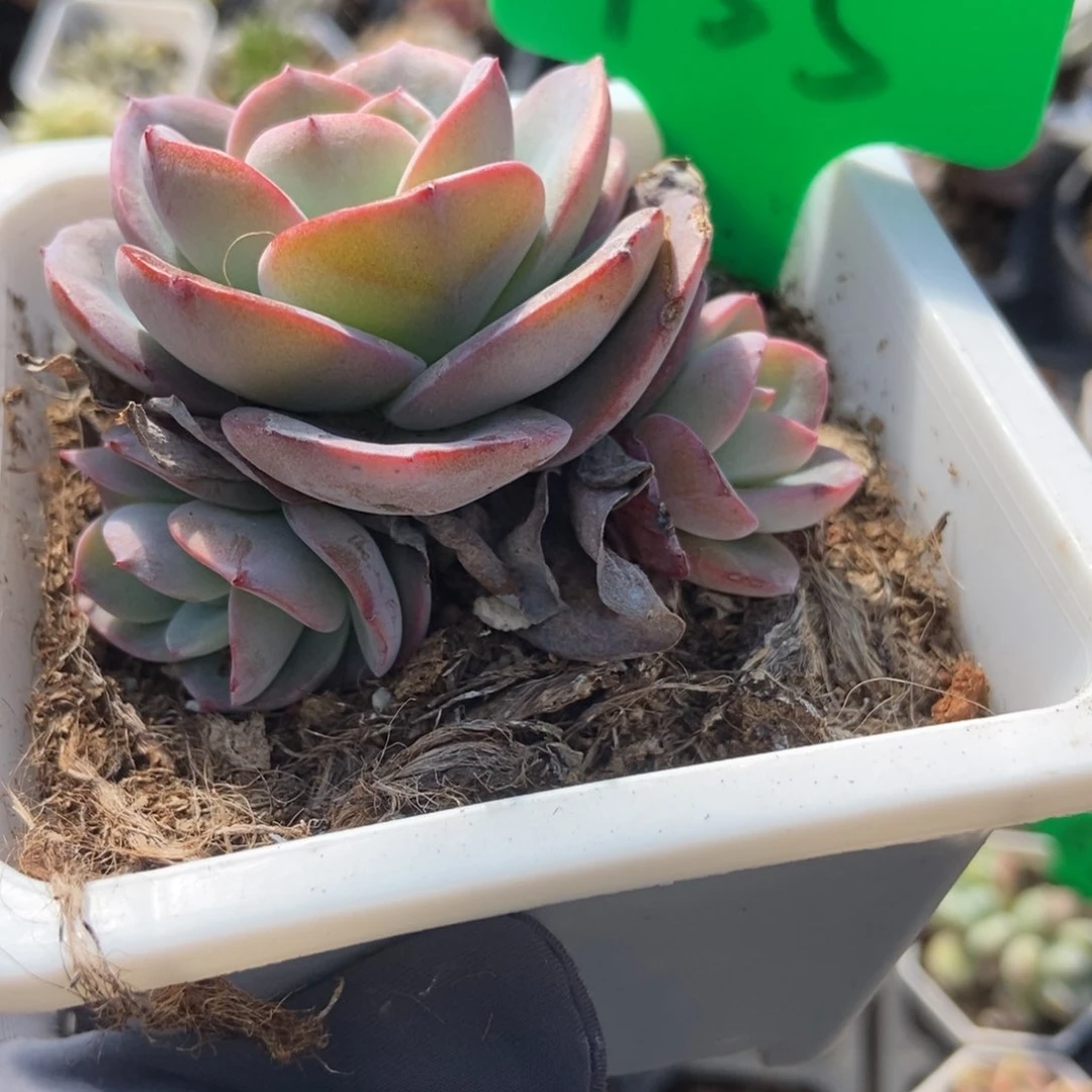 755布鲁蓝多肉植物保护