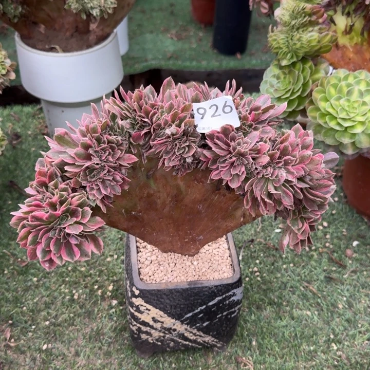 粉色法师的小可爱926