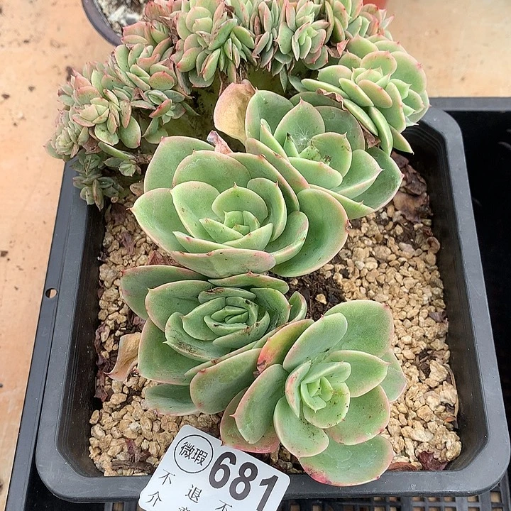 星娜塔缀化处理 有虫