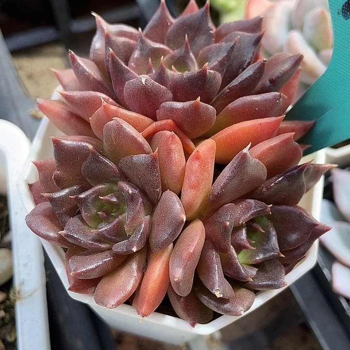 多肉植物黑饺子皮群7230