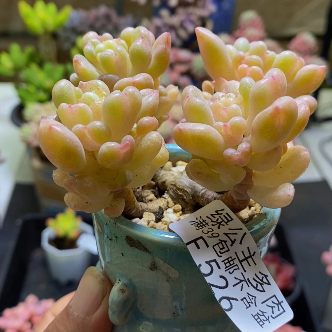 526比尔盖茨8cm多肉