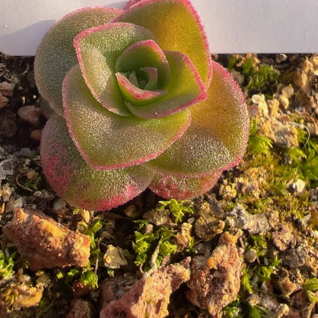 s**aHR834蕾丝mex若初问尘各种