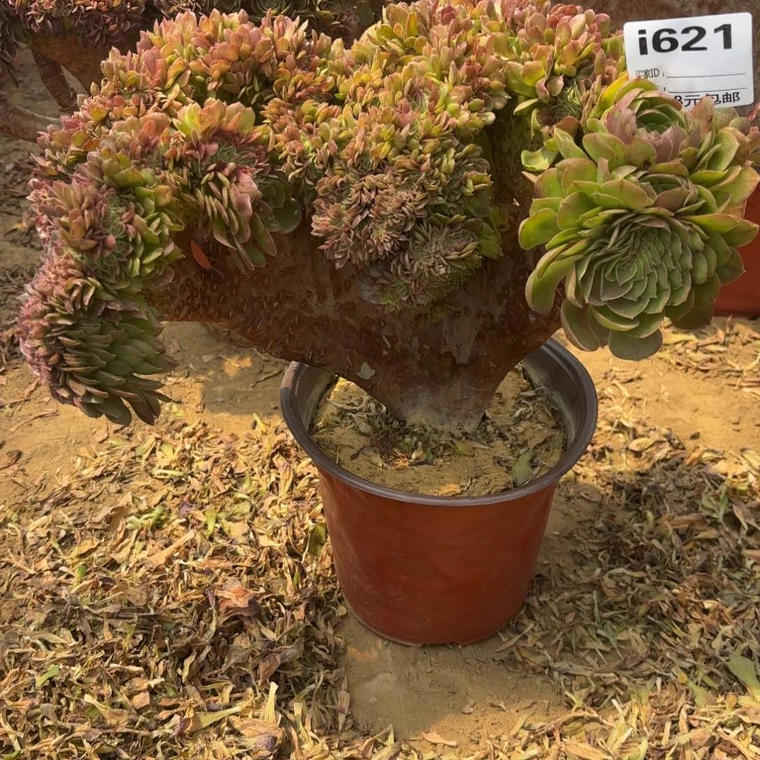 正****宿621万缀多肉植物