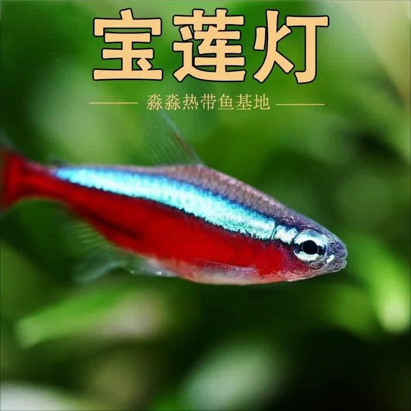 宝莲灯鱼中号宝莲灯小型热带观赏鱼草缸群游必备灯科鱼